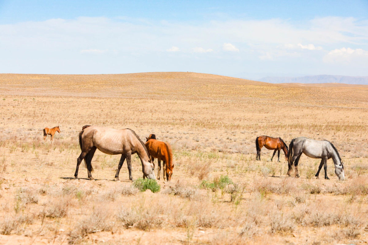 Partons pour un grand voyage en Ouzbékistan. De Samarcande à Boukhara en passant par la steppe, voici un itinéraire de rêve pour découvrir les incontournables d'Ouzbékistan.