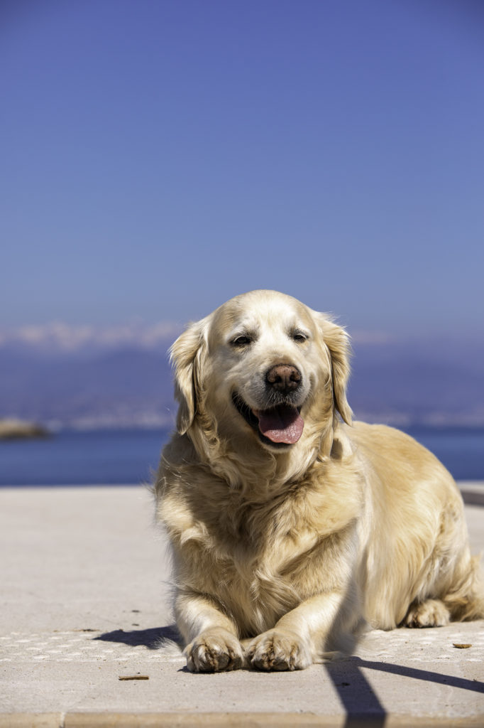 Tour du cap d'Antibes : randonnée sur le sentier du littoral avec une vue incroyable sur le Mercantour 