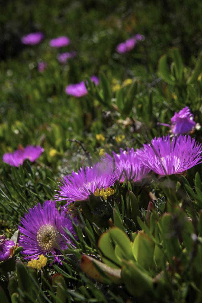 Tour du cap d'Antibes : randonnée sur le sentier du littoral avec une vue incroyable sur le Mercantour 